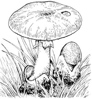 Иллюстрация к книге — Скауты в лесах [i_021.jpg]