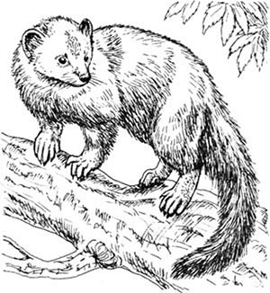 Иллюстрация к книге — Скауты в лесах [i_024.jpg]