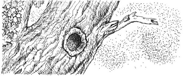 Иллюстрация к книге — Скауты в лесах [i_027.jpg]