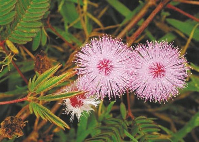 Иллюстрация к книге — Революция растений [i_005.jpg]