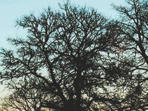 Иллюстрация к книге — Революция растений [i_015.jpg]