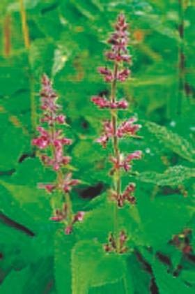 Иллюстрация к книге — Революция растений [i_020.jpg]