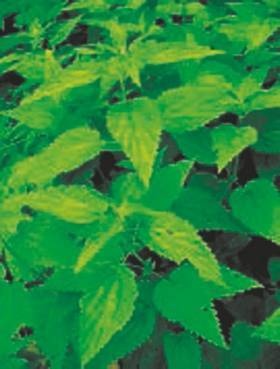 Иллюстрация к книге — Революция растений [i_021.jpg]