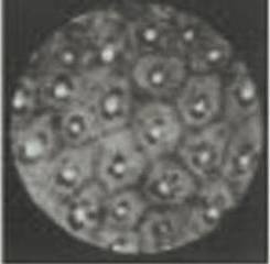 Иллюстрация к книге — Революция растений [i_024.jpg]