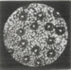 Иллюстрация к книге — Революция растений [i_025.jpg]