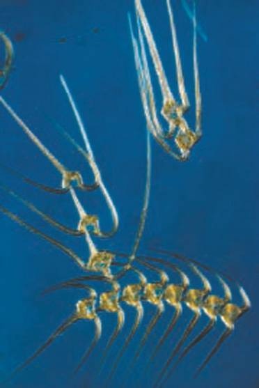 Иллюстрация к книге — Революция растений [i_027.jpg]