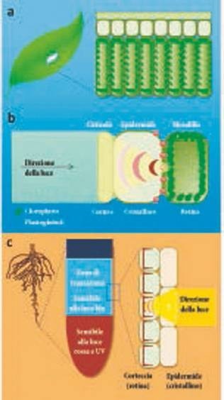 Иллюстрация к книге — Революция растений [i_028.jpg]