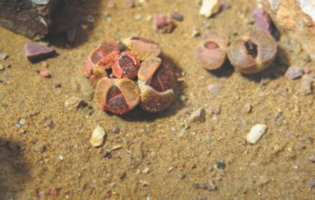 Иллюстрация к книге — Революция растений [i_030.jpg]