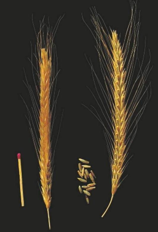 Иллюстрация к книге — Революция растений [i_035.jpg]