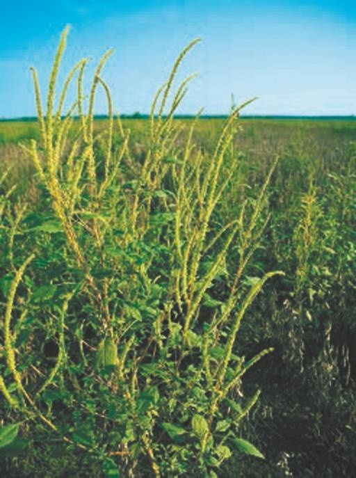 Иллюстрация к книге — Революция растений [i_036.jpg]