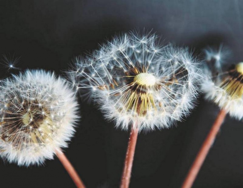 Иллюстрация к книге — Революция растений [i_037.jpg]