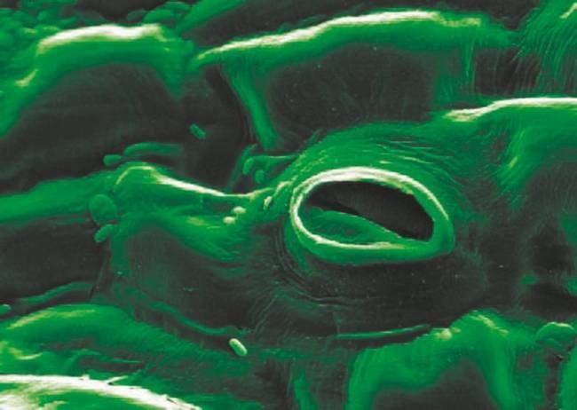 Иллюстрация к книге — Революция растений [i_040.jpg]