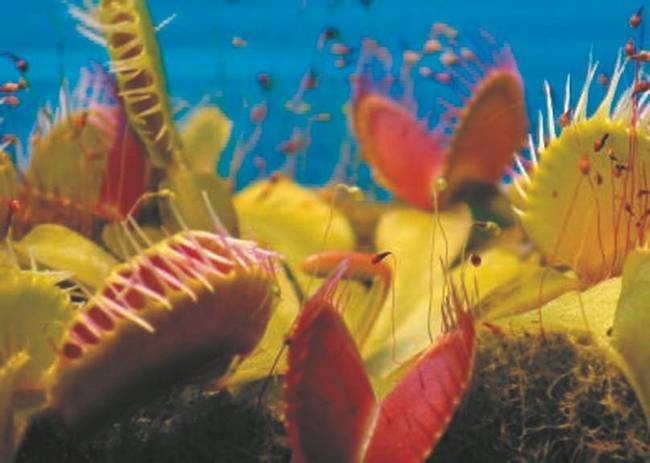 Иллюстрация к книге — Революция растений [i_041.jpg]