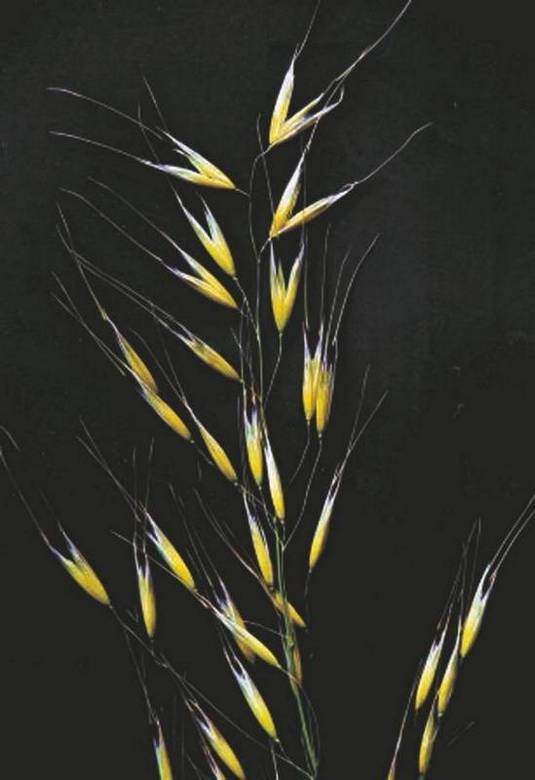 Иллюстрация к книге — Революция растений [i_043.jpg]