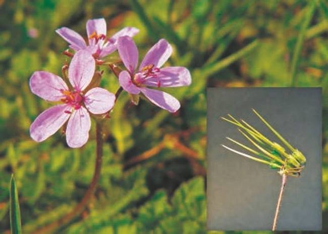 Иллюстрация к книге — Революция растений [i_044.jpg]