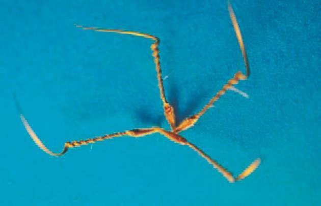 Иллюстрация к книге — Революция растений [i_046.jpg]