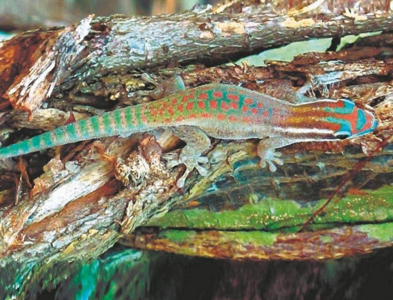 Иллюстрация к книге — Революция растений [i_047.jpg]