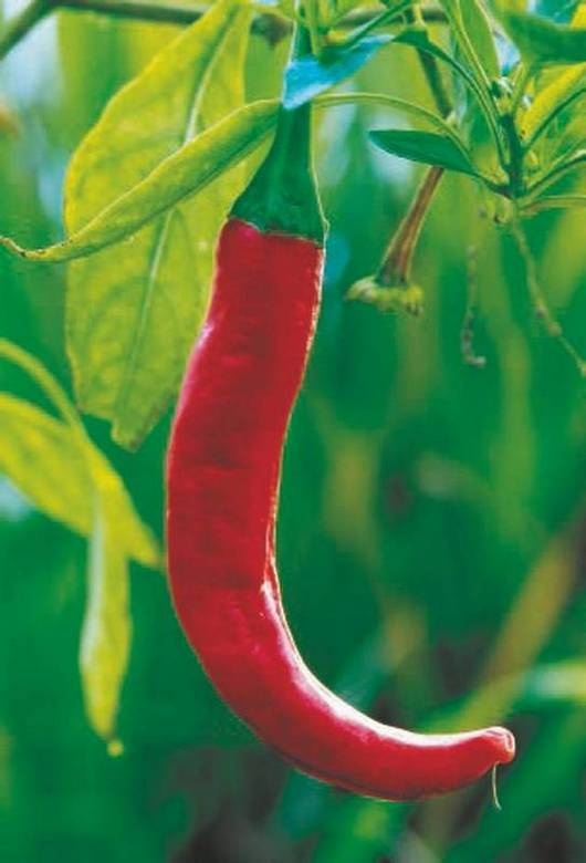 Иллюстрация к книге — Революция растений [i_051.jpg]