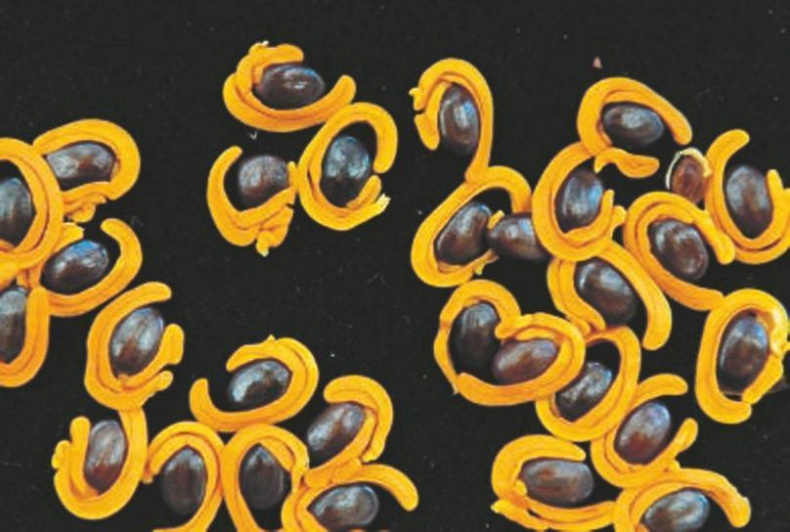 Иллюстрация к книге — Революция растений [i_052.jpg]