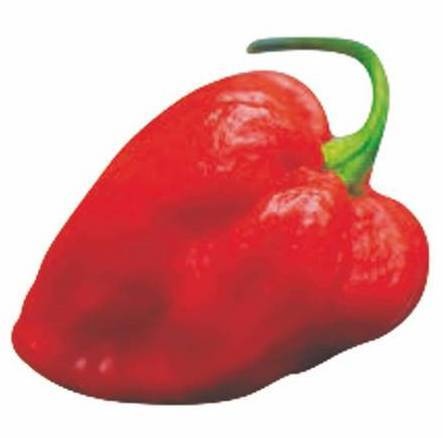 Иллюстрация к книге — Революция растений [i_054.jpg]