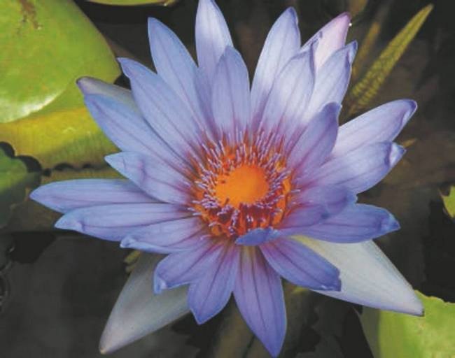 Иллюстрация к книге — Революция растений [i_056.jpg]