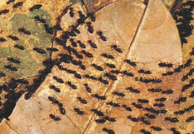 Иллюстрация к книге — Революция растений [i_061.jpg]