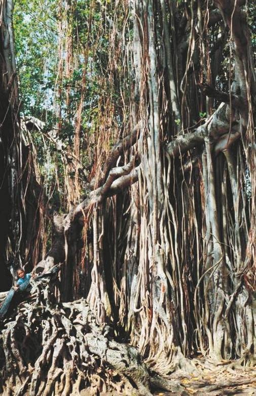 Иллюстрация к книге — Революция растений [i_062.jpg]