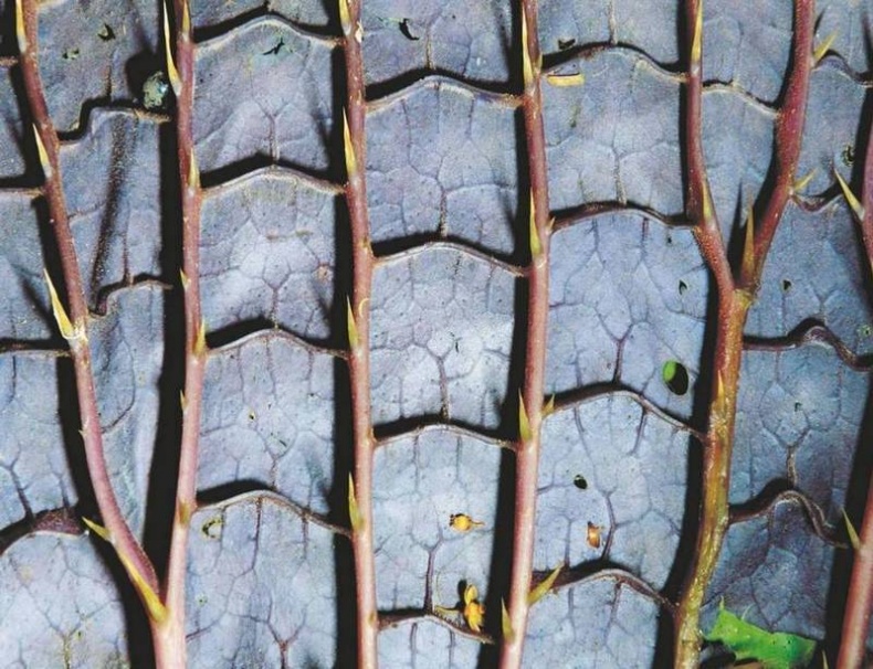 Иллюстрация к книге — Революция растений [i_069.jpg]