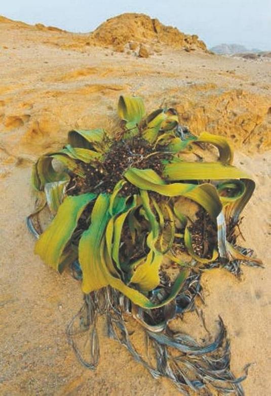 Иллюстрация к книге — Революция растений [i_081.jpg]