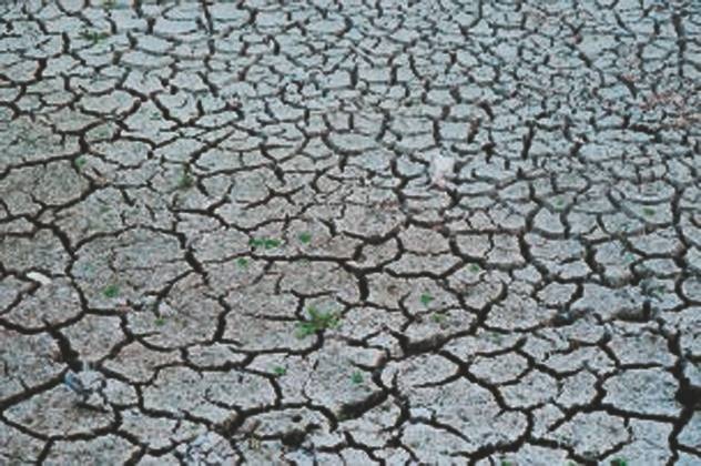 Иллюстрация к книге — Революция растений [i_094.jpg]