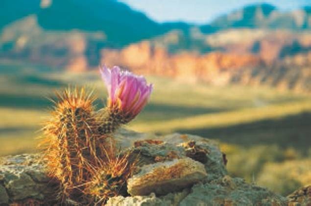 Иллюстрация к книге — Революция растений [i_096.jpg]