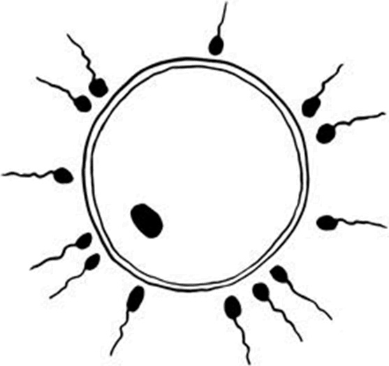 Иллюстрация к книге — 280 дней до вашего рождения. Репортаж о том, что вы забыли, находясь в эпицентре событий [i_003.jpg]