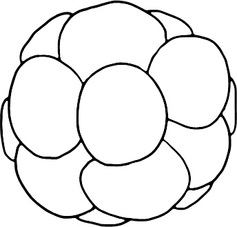 Иллюстрация к книге — 280 дней до вашего рождения. Репортаж о том, что вы забыли, находясь в эпицентре событий [i_008.jpg]