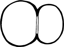 Иллюстрация к книге — 280 дней до вашего рождения. Репортаж о том, что вы забыли, находясь в эпицентре событий [i_013.jpg]