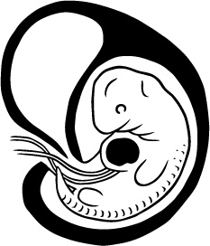 Иллюстрация к книге — 280 дней до вашего рождения. Репортаж о том, что вы забыли, находясь в эпицентре событий [i_021.jpg]