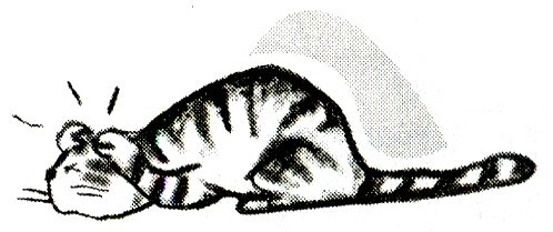 Иллюстрация к книге — Я всего лишь кошка [i_016.jpg]