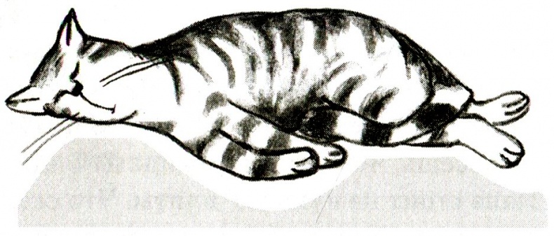 Иллюстрация к книге — Я всего лишь кошка [i_071.jpg]