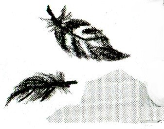 Иллюстрация к книге — Я всего лишь кошка [i_072.jpg]