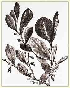 Иллюстрация к книге — История шарлатанства [i_065.jpg]