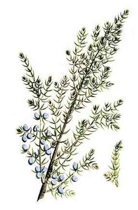 Иллюстрация к книге — История шарлатанства [i_073.jpg]