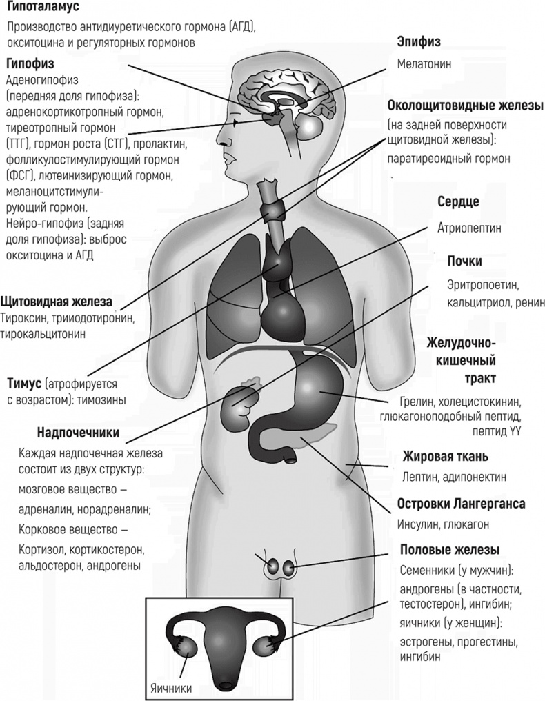 Иллюстрация к книге — ЖироГен. Почему мы едим все меньше, тренируемся все больше, а худеем все хуже [i_004.jpg]