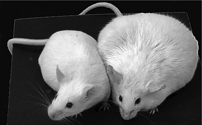 Иллюстрация к книге — ЖироГен. Почему мы едим все меньше, тренируемся все больше, а худеем все хуже [i_006.jpg]