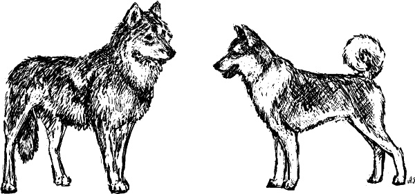 Иллюстрация к книге — Cобака. Полное руководство по дрессировке и уходу [i_003.jpg]