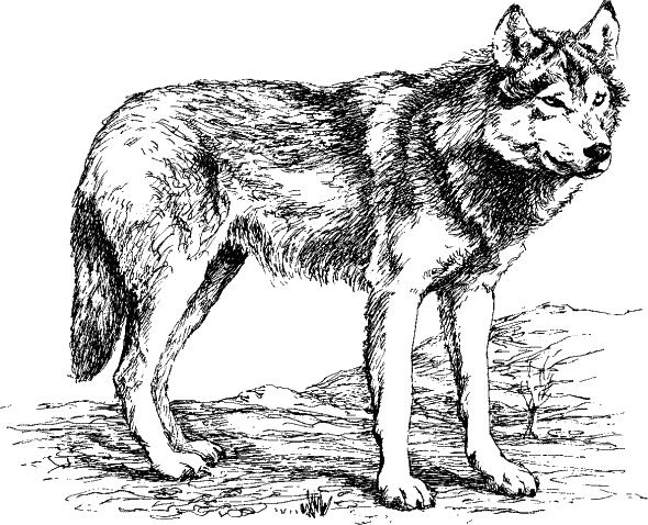 Иллюстрация к книге — Cобака. Полное руководство по дрессировке и уходу [i_004.jpg]