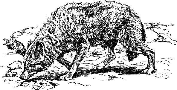 Иллюстрация к книге — Cобака. Полное руководство по дрессировке и уходу [i_005.jpg]