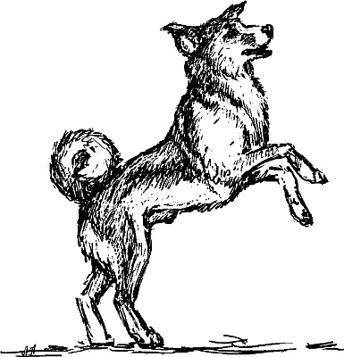 Иллюстрация к книге — Cобака. Полное руководство по дрессировке и уходу [i_007.jpg]