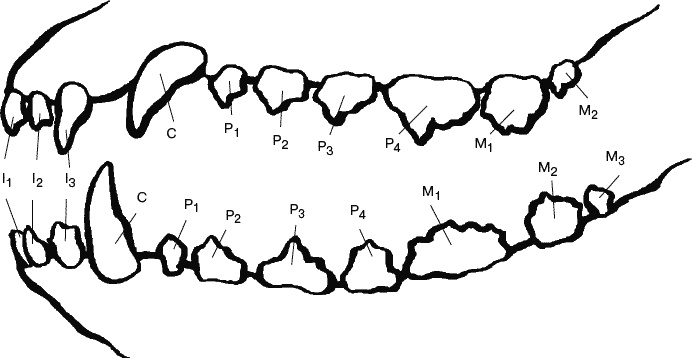Иллюстрация к книге — Cобака. Полное руководство по дрессировке и уходу [i_012.jpg]