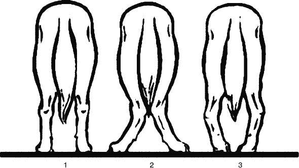 Иллюстрация к книге — Cобака. Полное руководство по дрессировке и уходу [i_018.jpg]