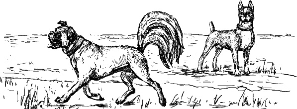 Иллюстрация к книге — Cобака. Полное руководство по дрессировке и уходу [i_020.jpg]