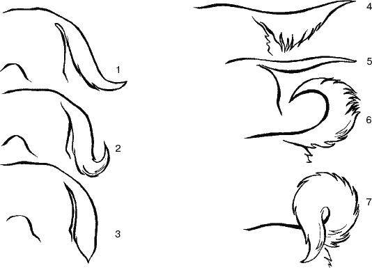 Иллюстрация к книге — Cобака. Полное руководство по дрессировке и уходу [i_021.jpg]